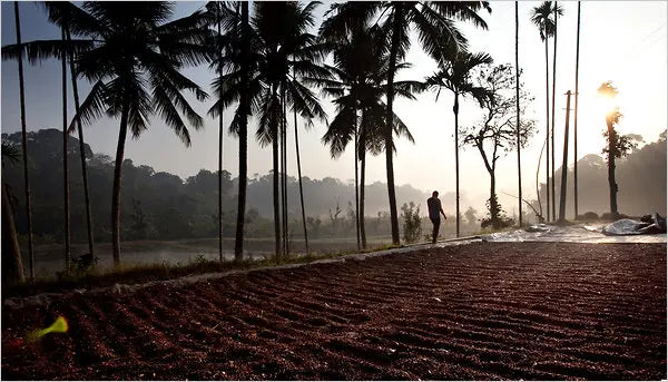 India Plantation A Dark Edition