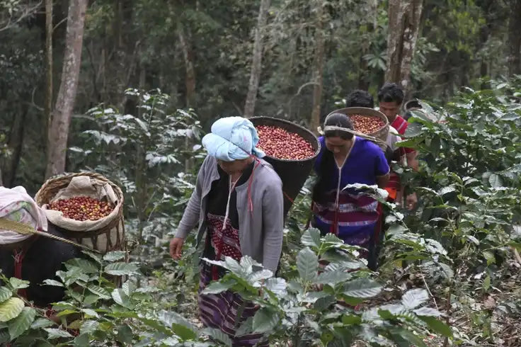 India Plantation A Dark Edition