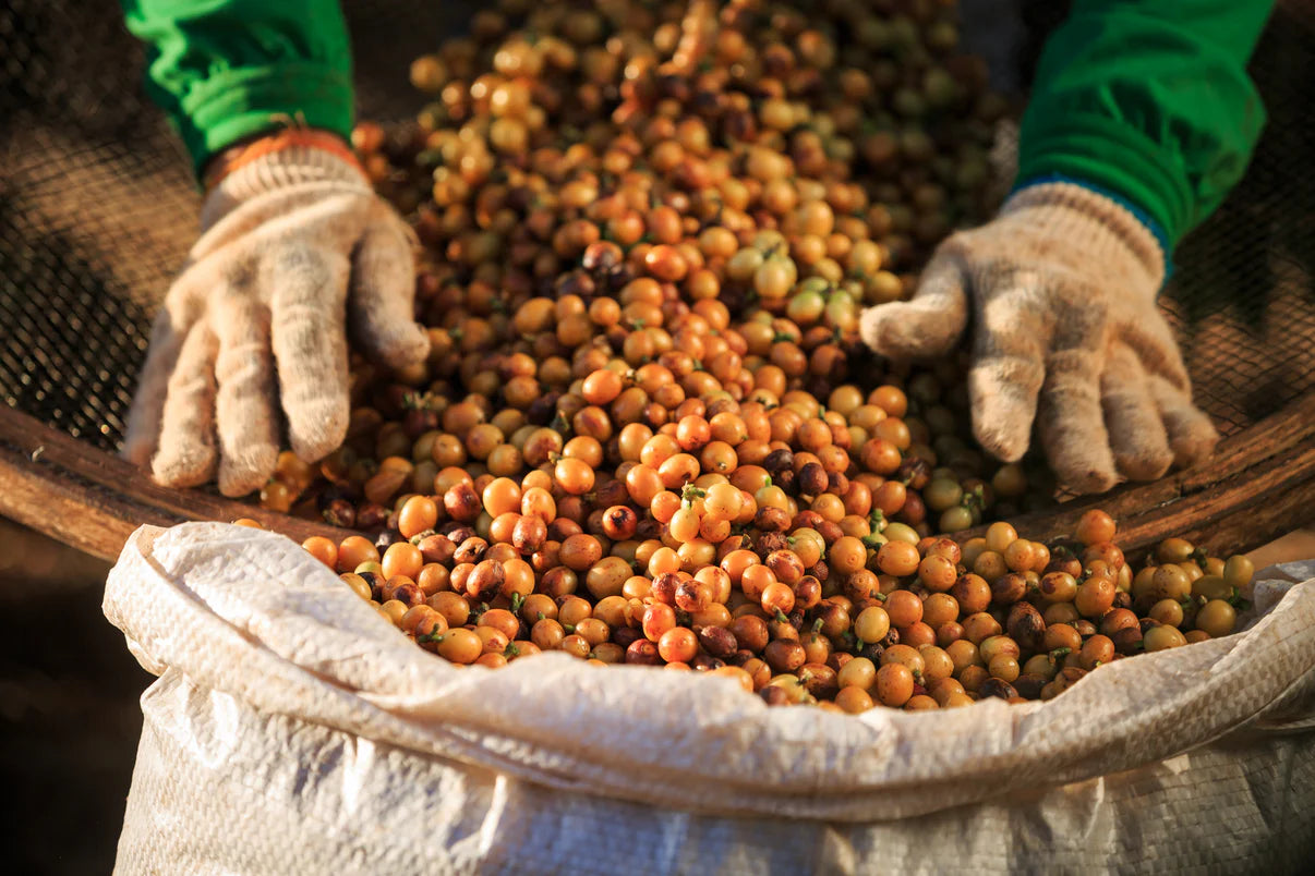 Famili Andrade Brazil