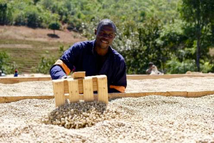 Penguin Coffee