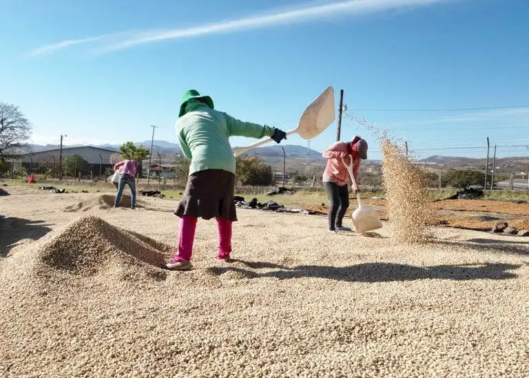 Colombia Finca Buena Vista