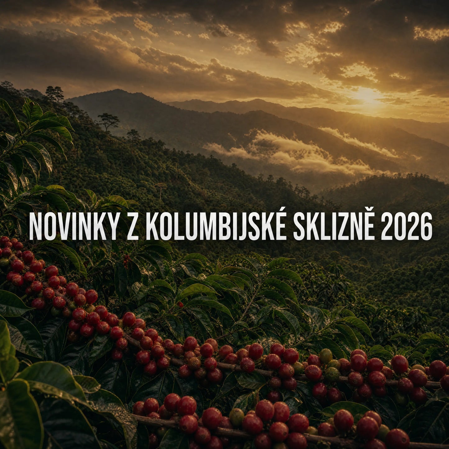 Novinky z kolumbijské sklizně 2026