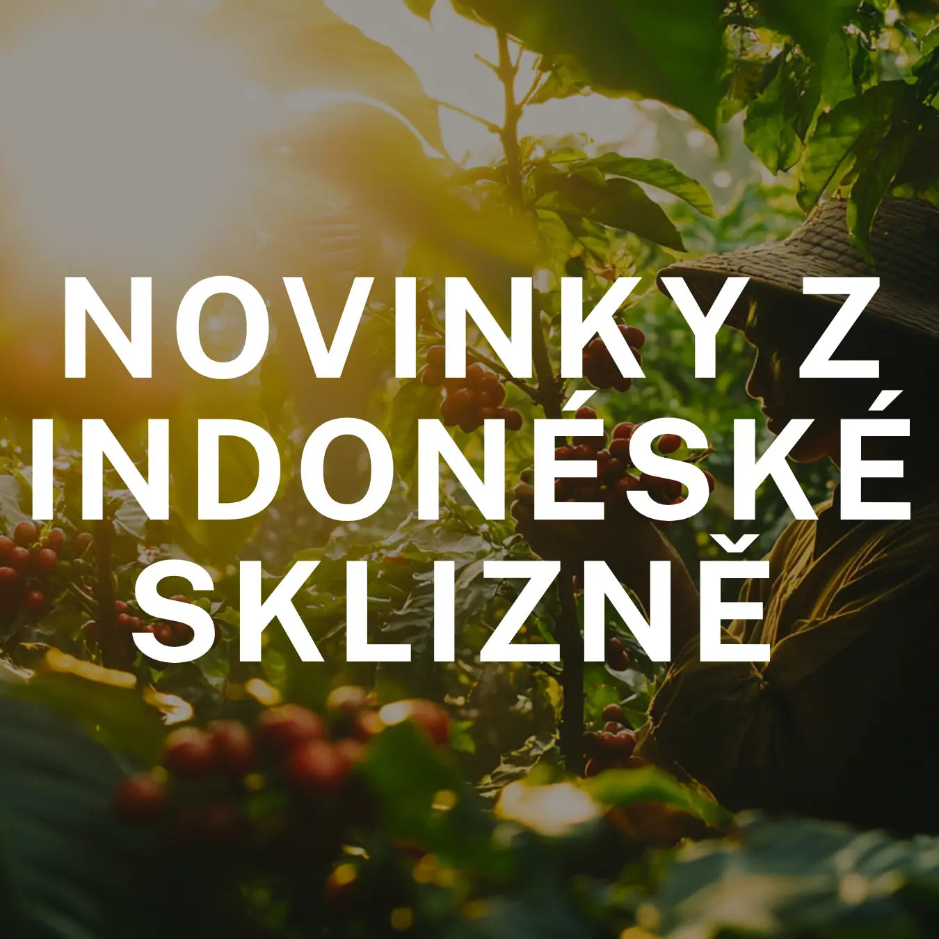 Novinky z indonéské sklizně 2026
