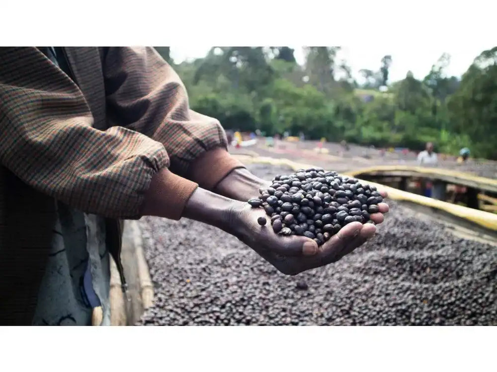 
                  
                    Koromii Guji Ethiopia
                  
                