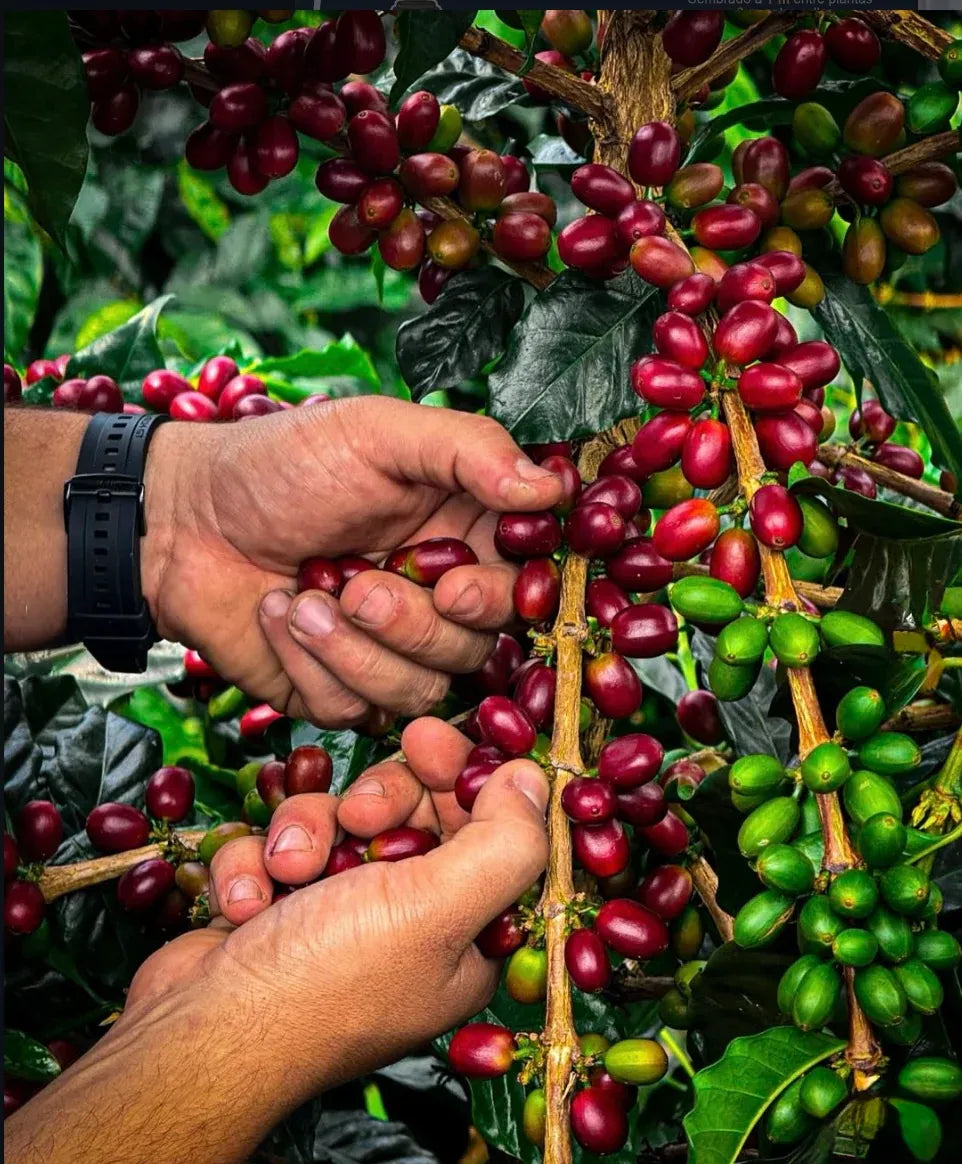 
                  
                    Peňas Blancas Colombia
                  
                