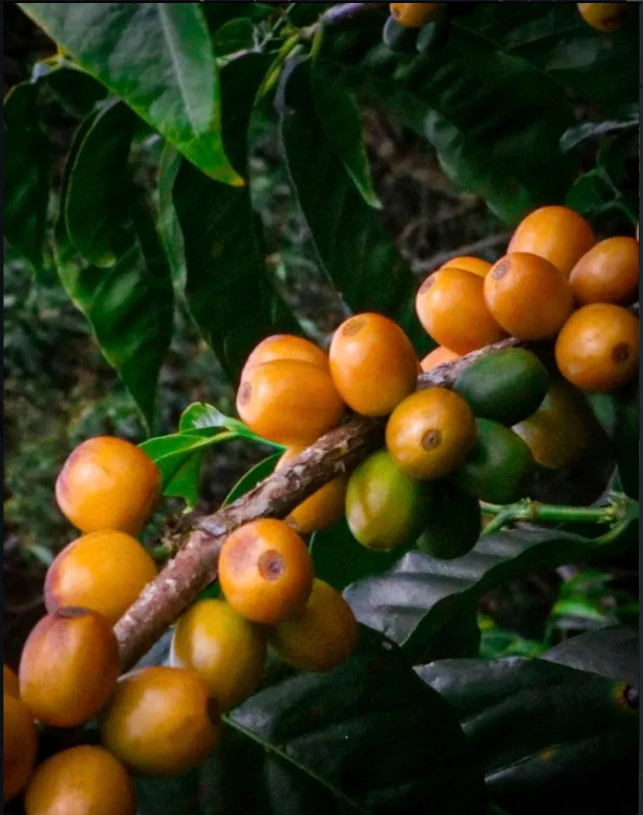 
                  
                    Peňas Blancas Colombia
                  
                