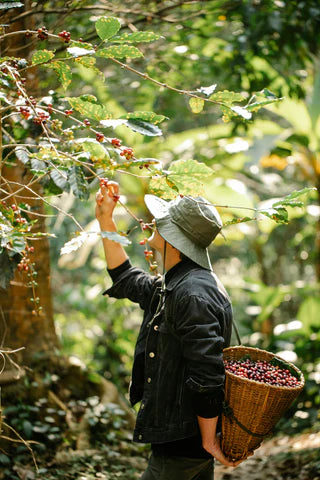 
                  
                    Fazenda Rodomunho Brazil
                  
                