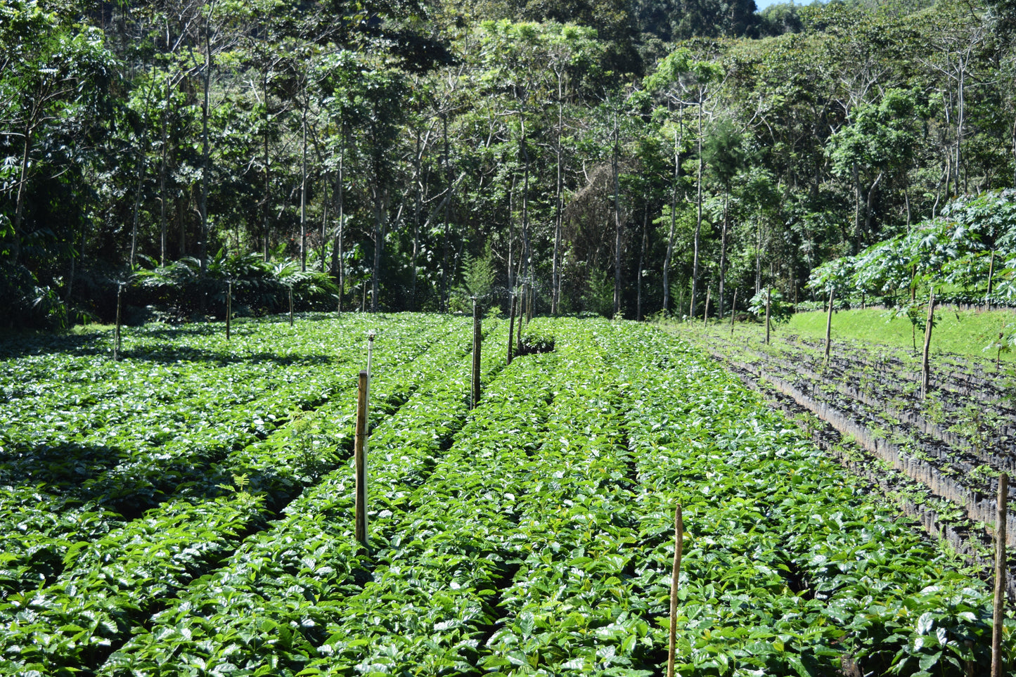 
                  
                    Nicaragua Finca Aurora
                  
                