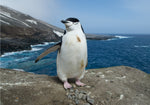 Penguin Coffee
