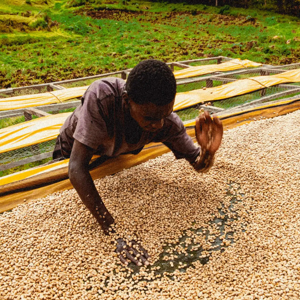 
                  
                    Kabare Karani Kenya
                  
                