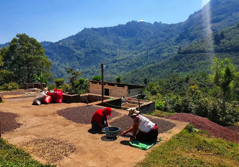 
                  
                    Guatemala Familia Mendez
                  
                