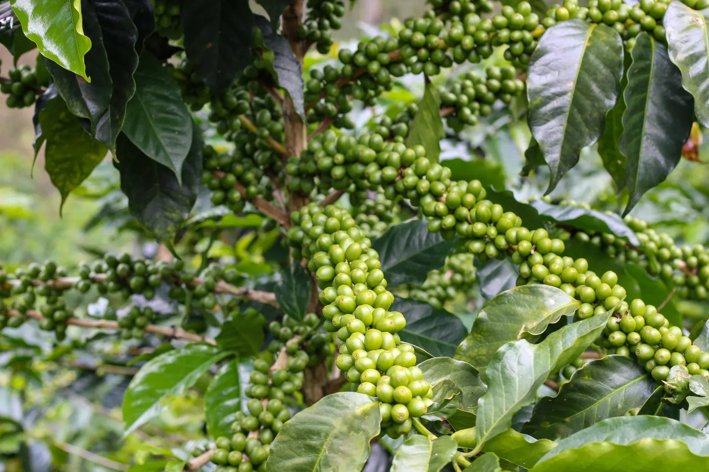
                  
                    Peru Trabaconas
                  
                