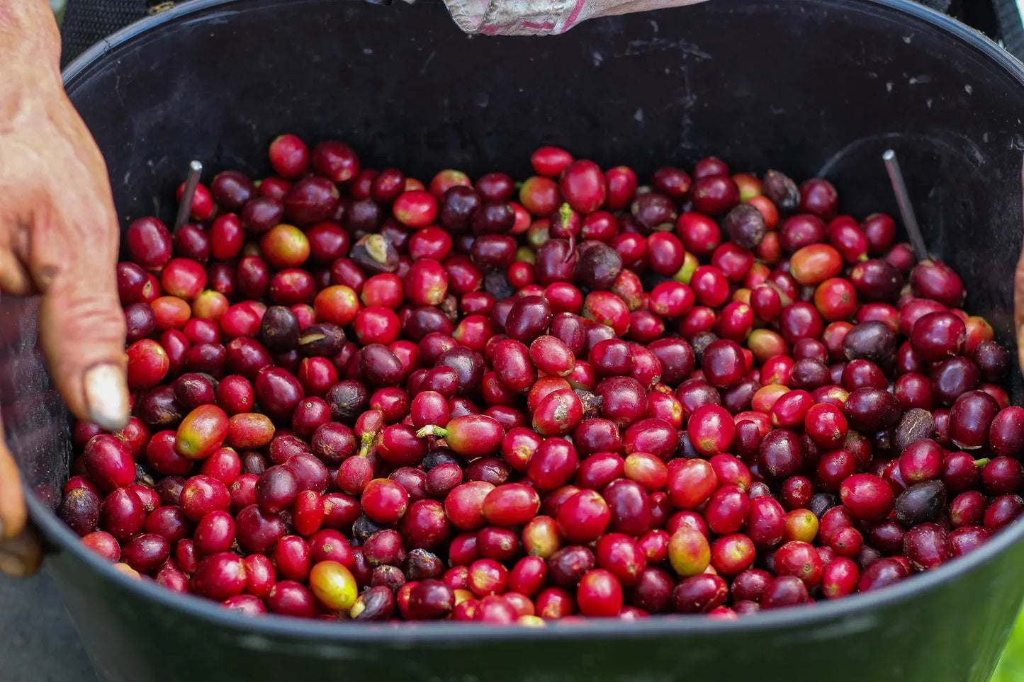
                  
                    Peru Trabaconas
                  
                