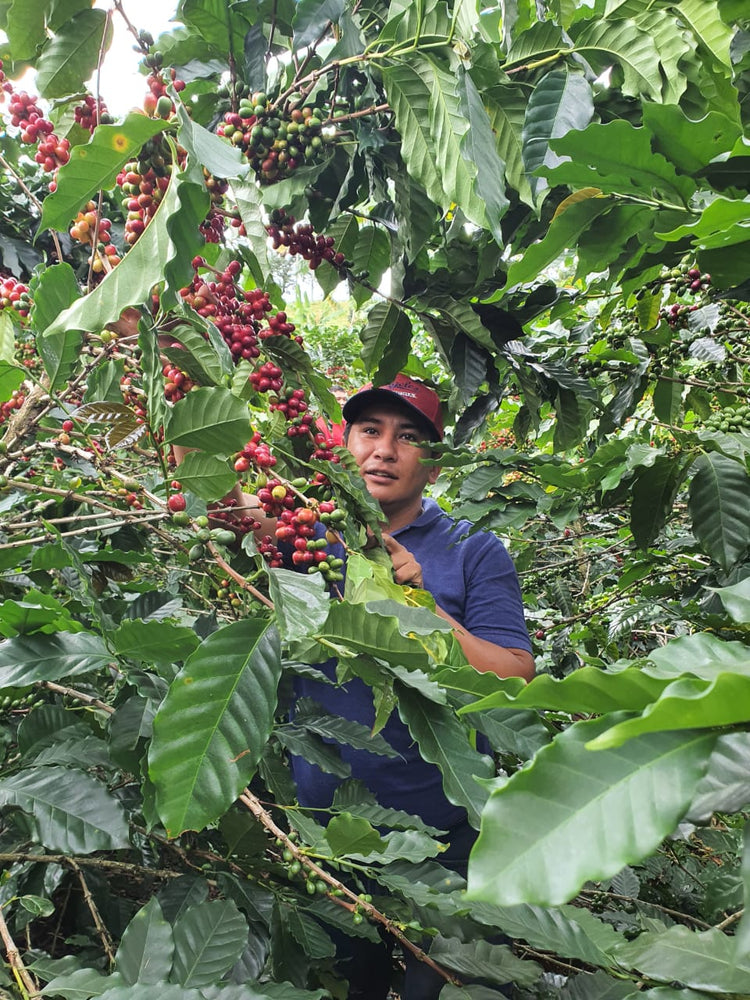 
                  
                    Monteblanco "KUMQUAT" Colombia 200g
                  
                