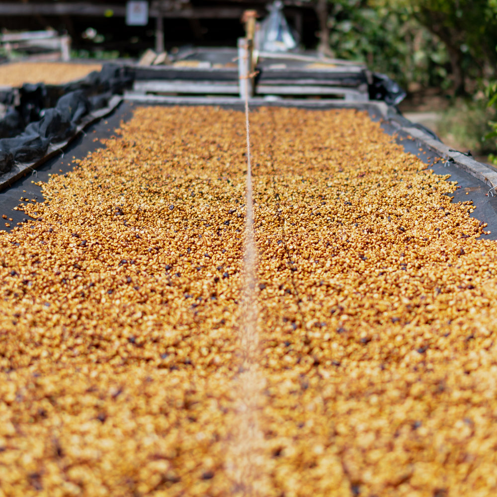 
                  
                    El Salvador Carlos Pola
                  
                