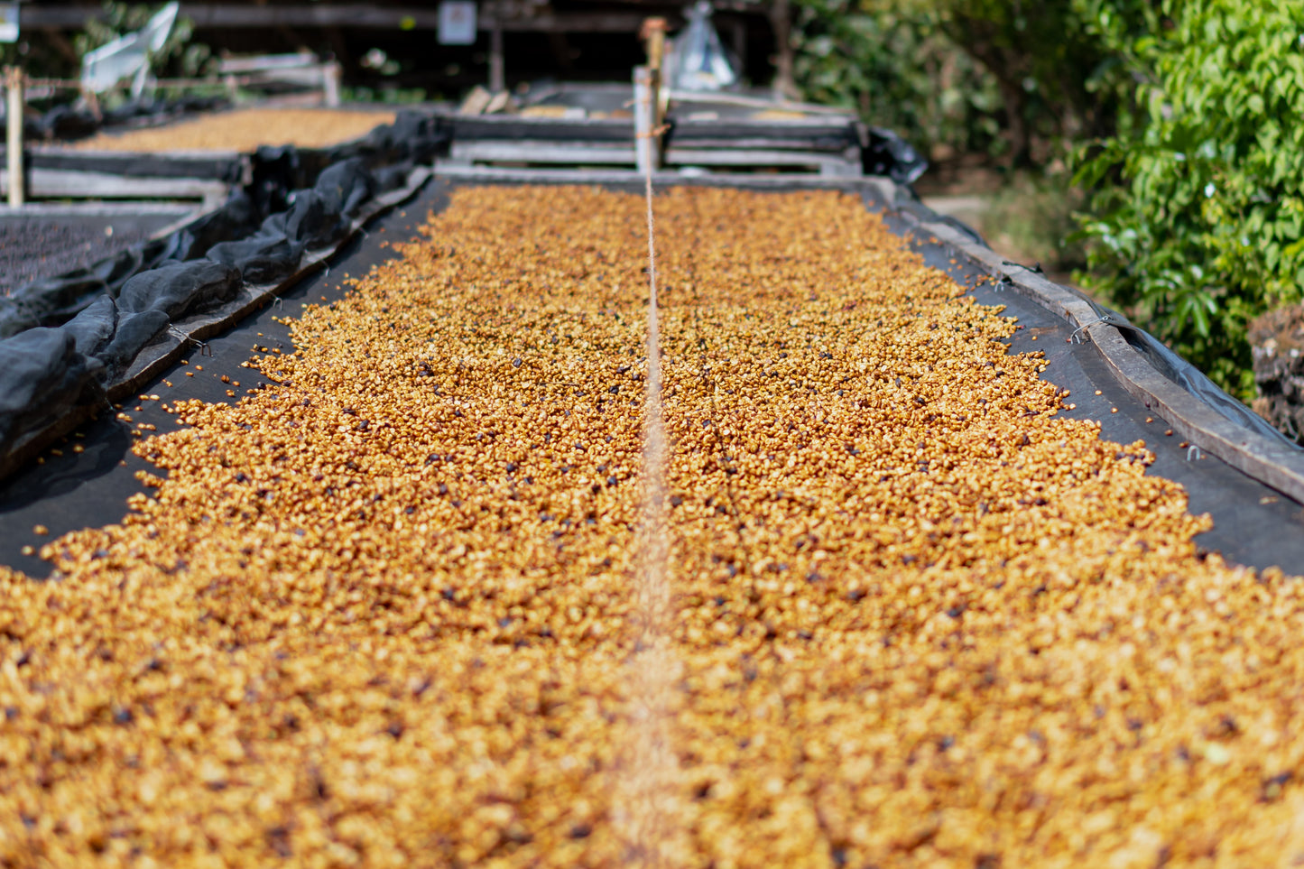 
                  
                    El Salvador Carlos Pola
                  
                