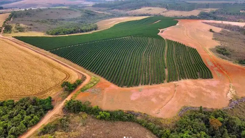 
                  
                    Fazenda Rodomunho Brazil
                  
                