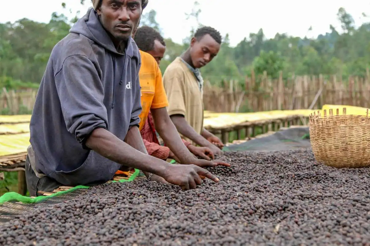 
                  
                    Ethiopia Yirgacheffe
                  
                