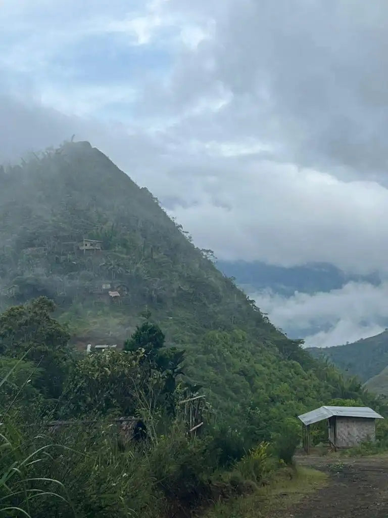 
                  
                    Papua New Guinea Menyamar
                  
                