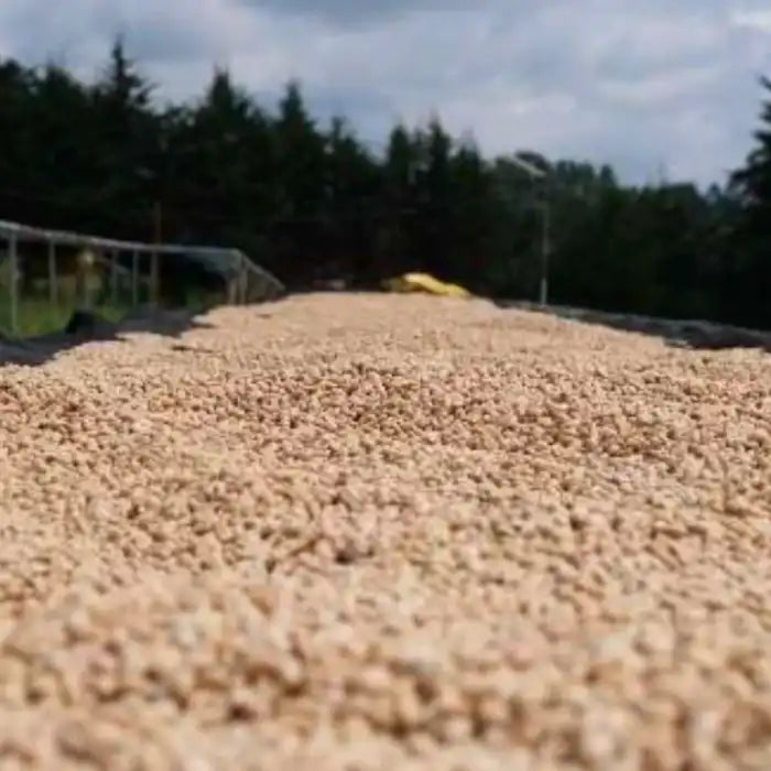 
                  
                    Kabare Karani Kenya
                  
                