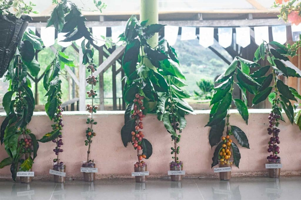 
                  
                    Monteblanco "KUMQUAT" Colombia 200g
                  
                