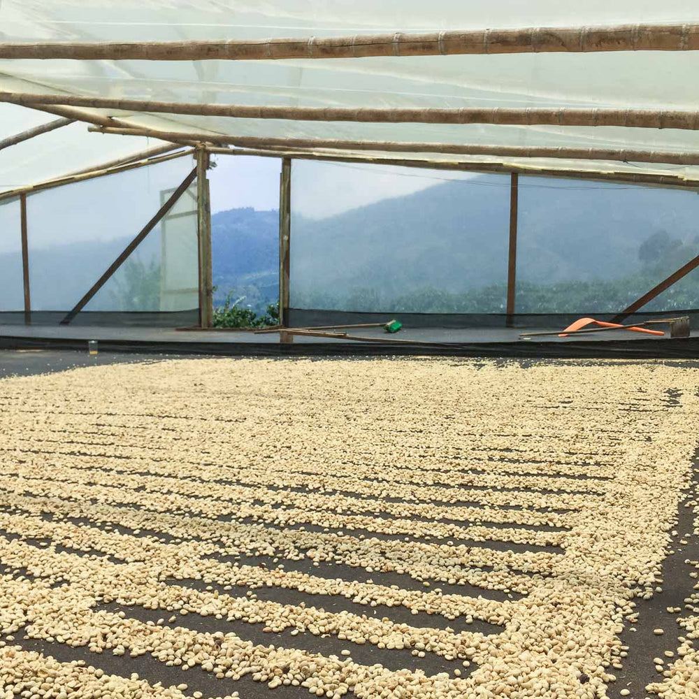 
                  
                    Monteblanco "KUMQUAT" Colombia 200g
                  
                